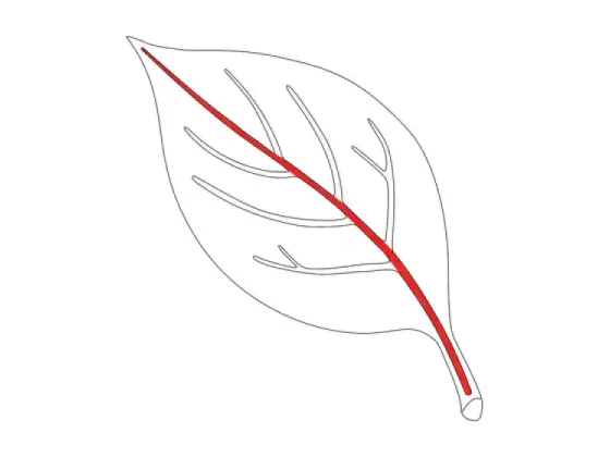 Image of Vein Systems