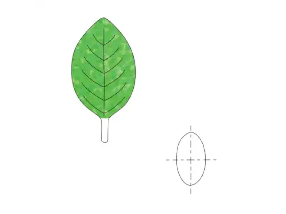 Image of Leaf Shapes 2