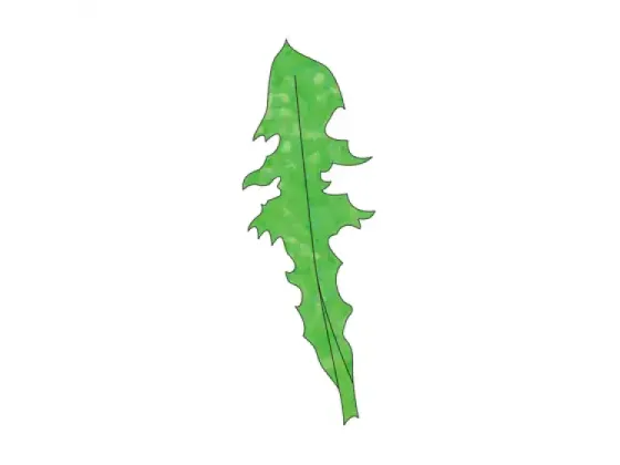 Image of Leaf Shapes 3