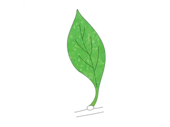 Image of Types of Leaves 1