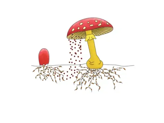 Image of Parts of a Mushroom
