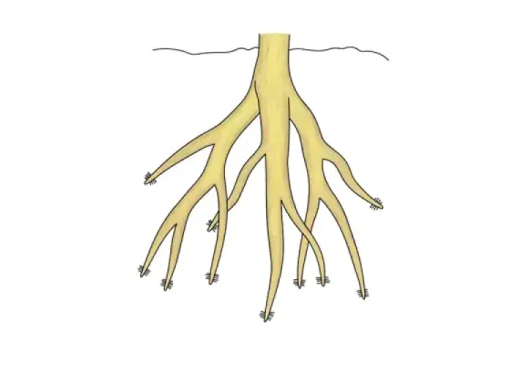 Image of Parts of the Root