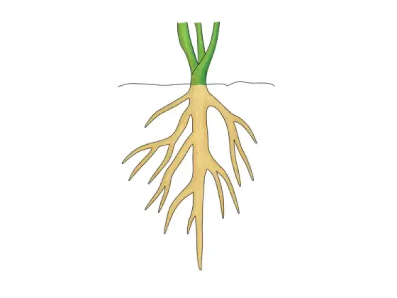 Image of Types of Roots