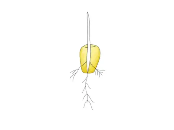 Image of Types of Seed