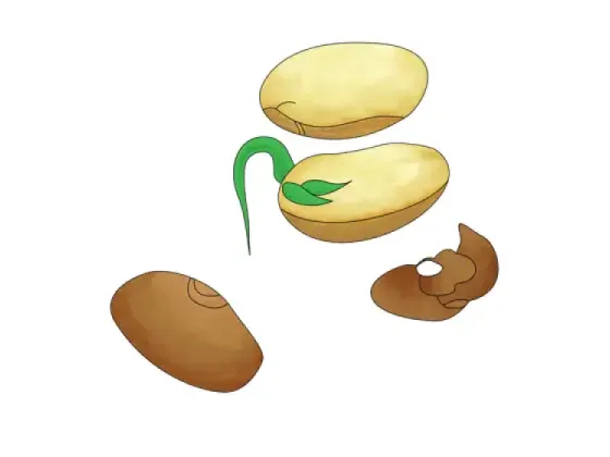 Image of Parts of a Seed
