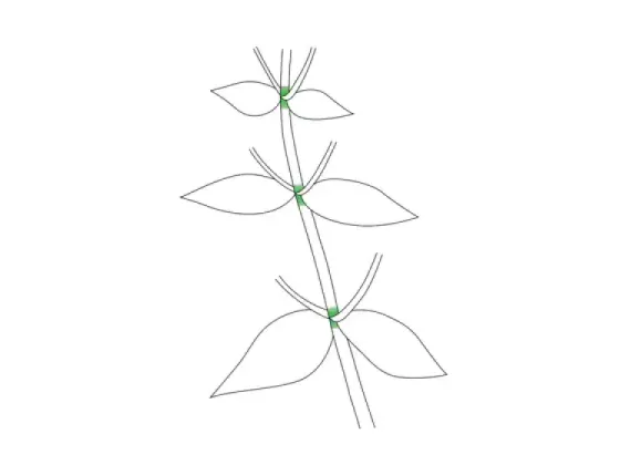 Image of Parts and Attachment of the Stem
