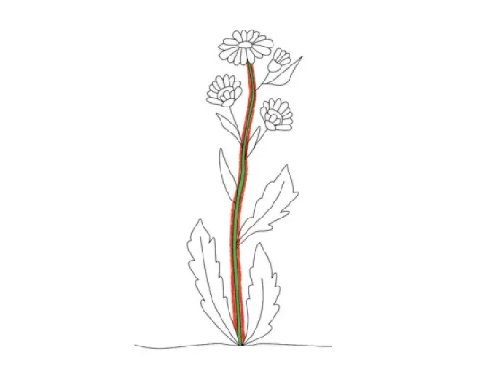 Image of Types of Aerial Stems