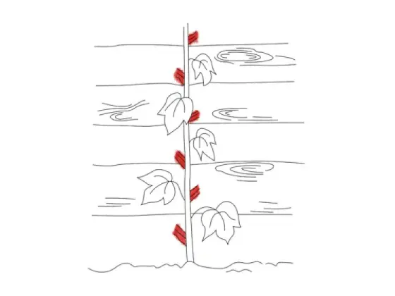 Image of Types of Climbing Stems