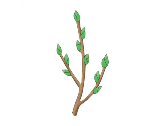 Image of Types of Buds 1