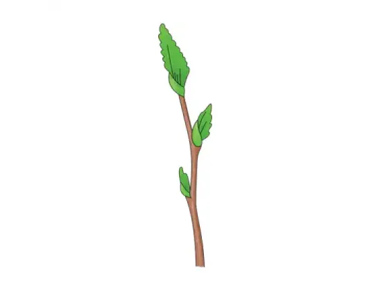 Image of Types of Buds 2