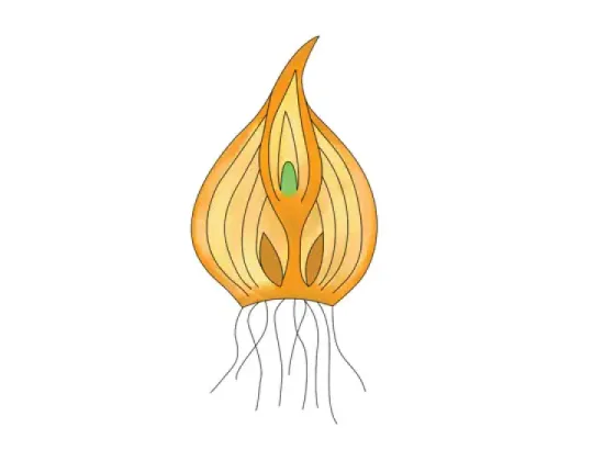 Image of Parts of the Bulb