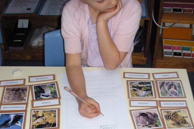 Child using Classified Cards