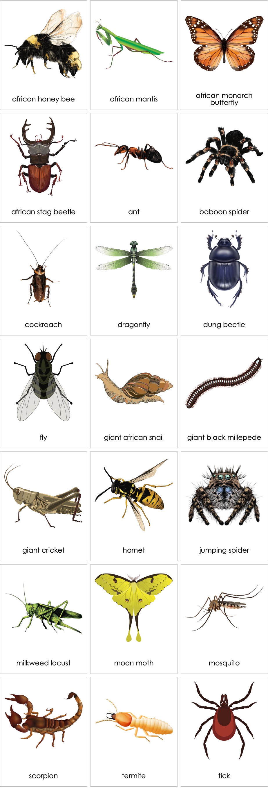 AfricanInvertebrates02ENP.jpg