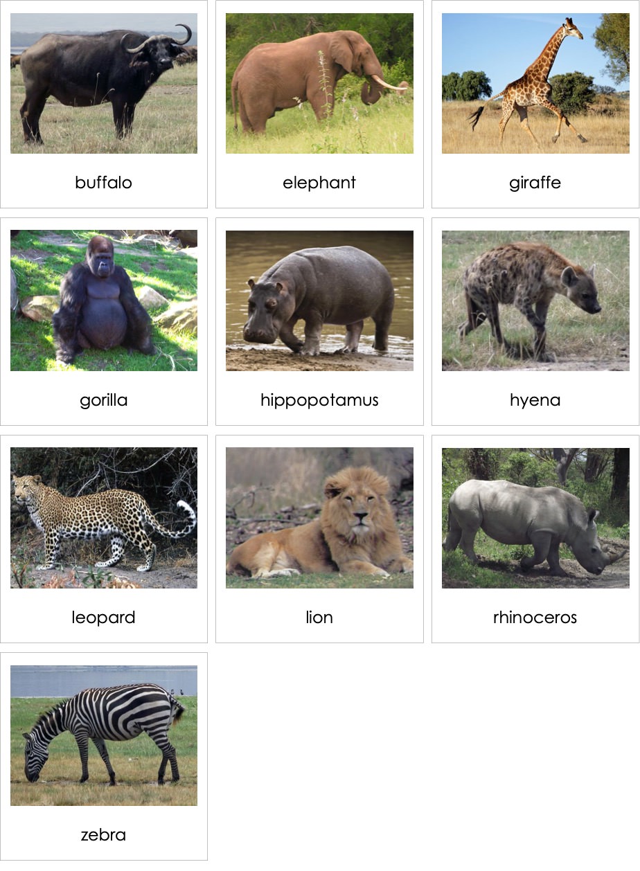 AfricanMammals01ENP.jpg