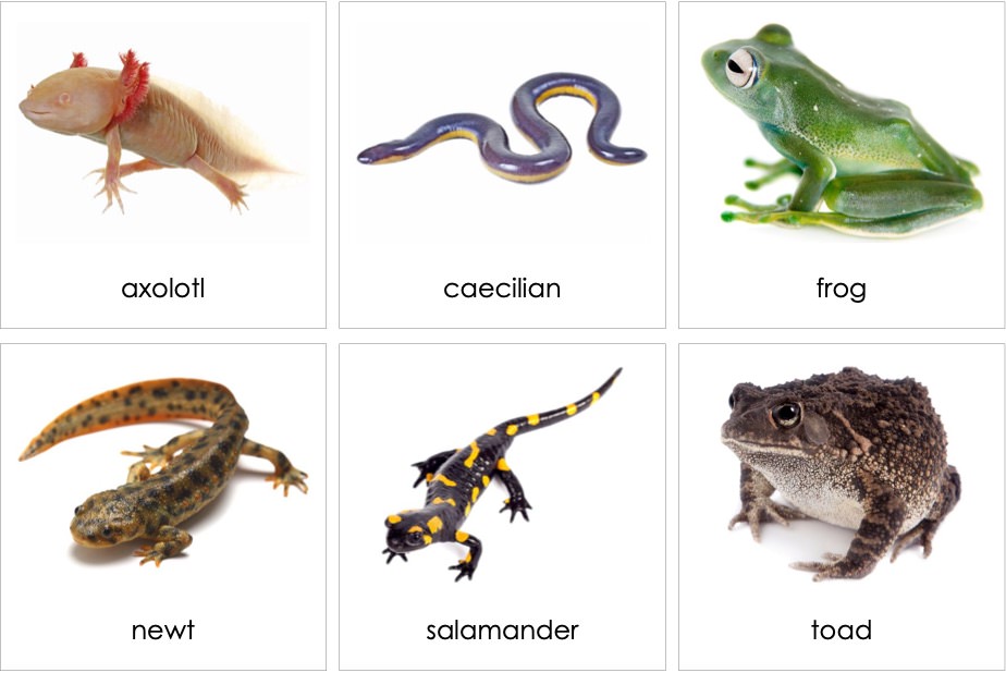 Amphibians02ENP.jpg