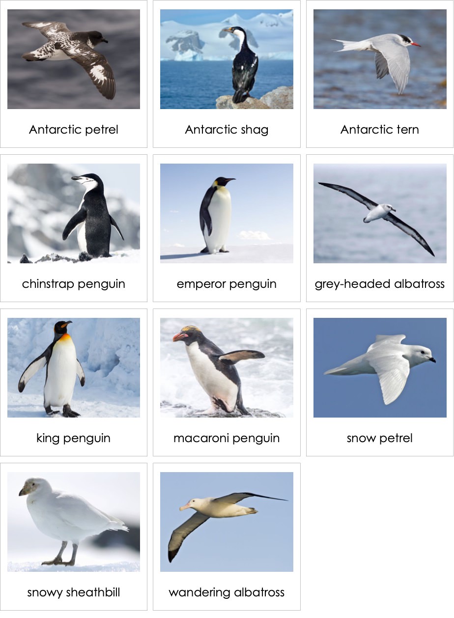 BirdsofAntarcticaENP.jpg