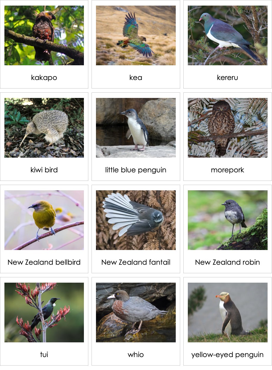 BirdsofNewZealandENP.jpg