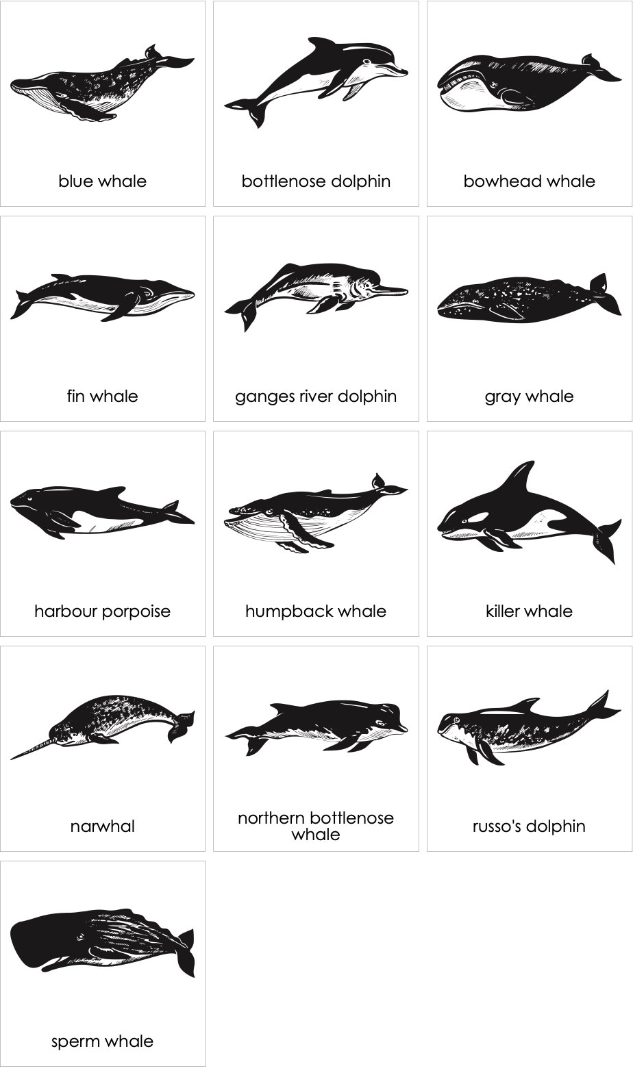 Cetaceans01ENP.jpg