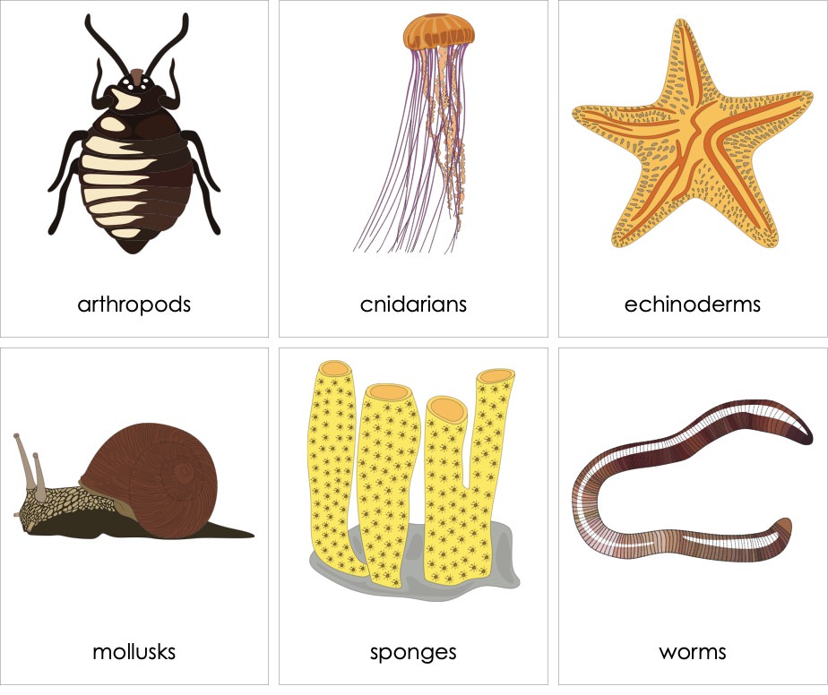 Invertebrates01ENP.jpg