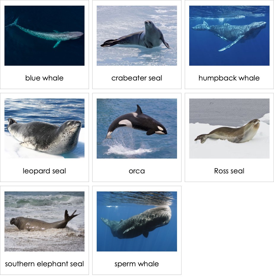 MarineMammalsofAntarcticaENP.jpg