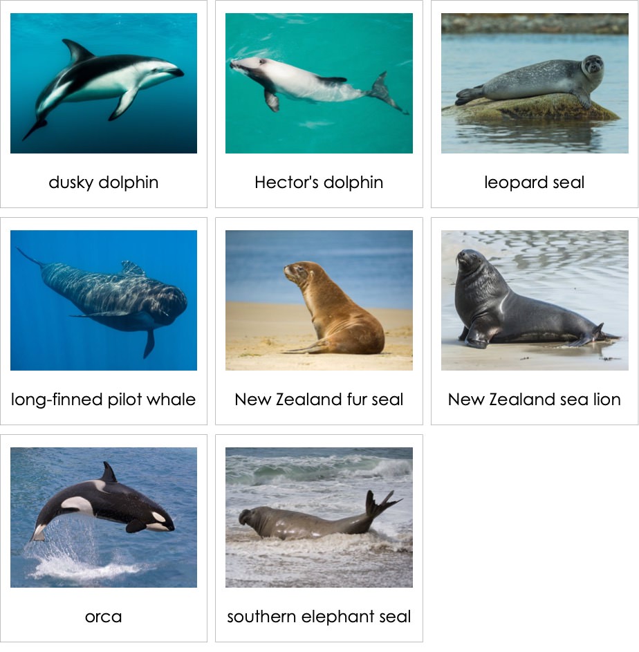 MarineMammalsofNewZealandENP.jpg