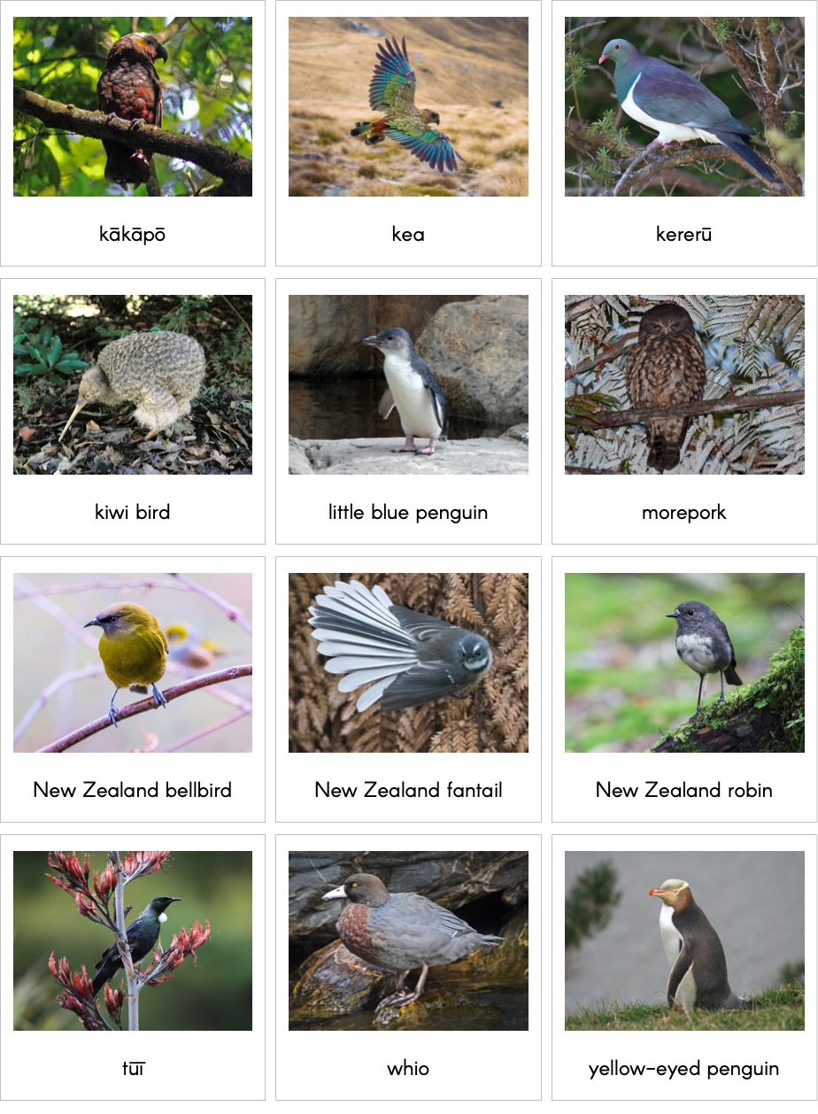 BirdsofNewZealandENP.jpg