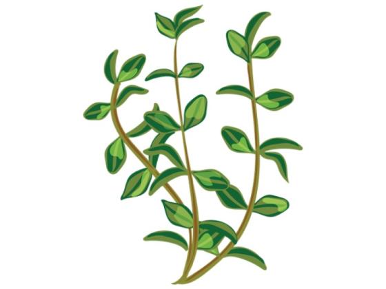 Image of Herbs