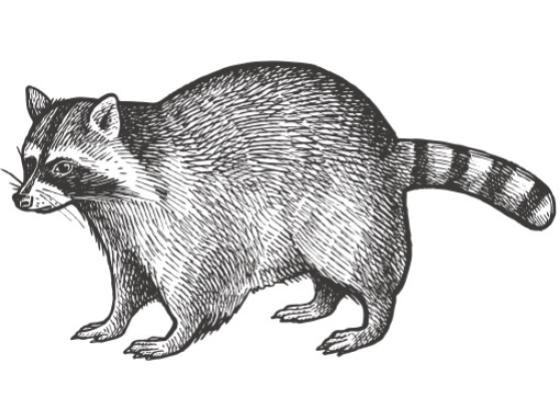 Image of Mammals North America