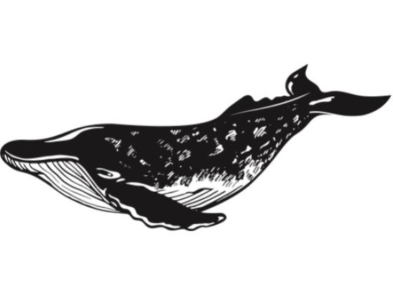 Image of Mammals Cetaceans