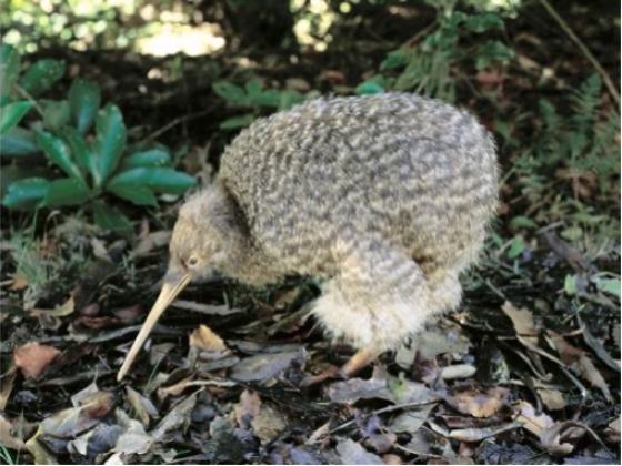 Image of Birds of New Zealand