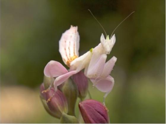 Image of Invertebrates Asia