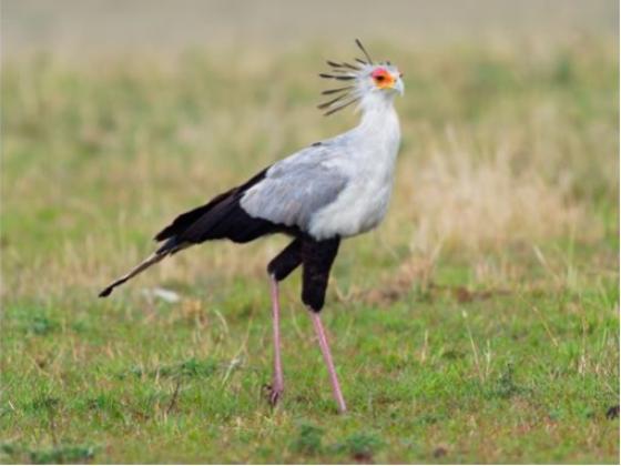 Image of Birds Africa 03