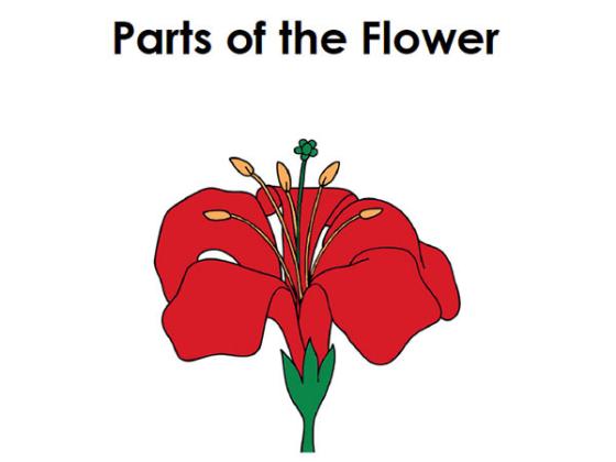 Image of Parts of the Flower